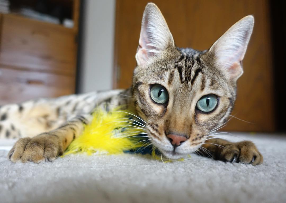 意甲各队积极推动商业合作，联赛影响力不断提升，意甲官方合作伙伴 赞助商