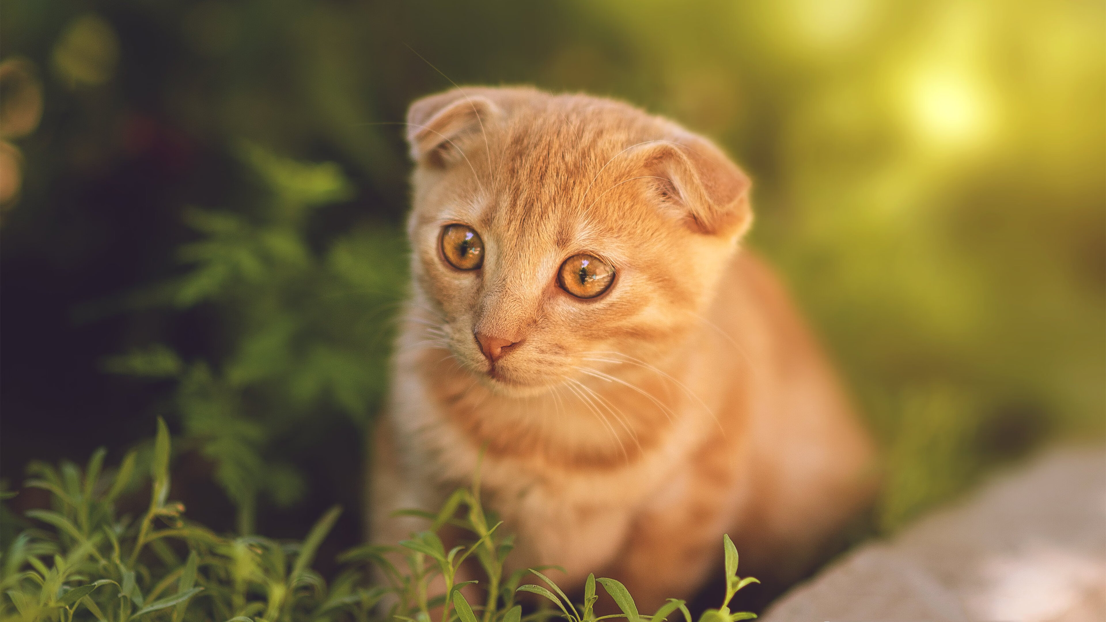 新兴市场：非洲国家台球运动快速崛起，非洲台是啥