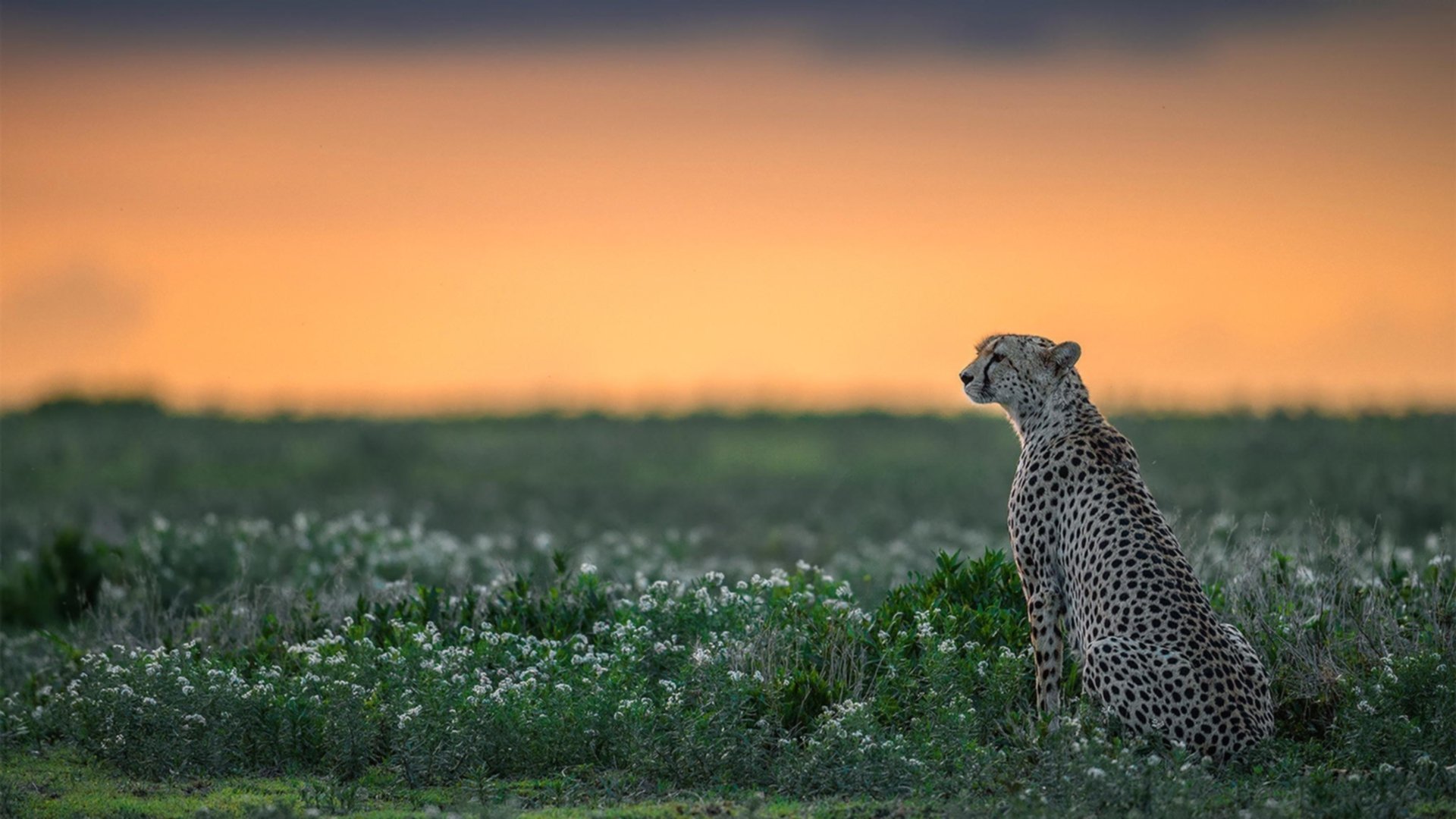 中国足球场馆智慧化升级,智能管理成趋势,足球场馆的产业链分析